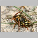 Nomada lathburiana - Wespenbiene 04a 10mm Paarung.jpg